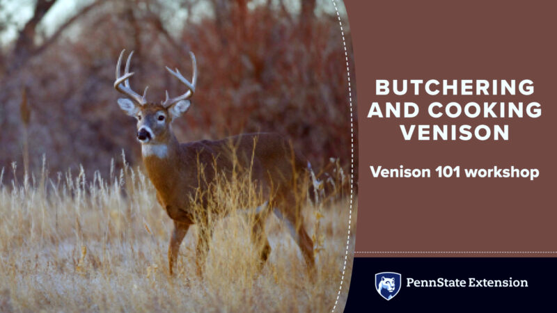 Penn State Extension  to offer ‘Venison 101’  in-person and online course